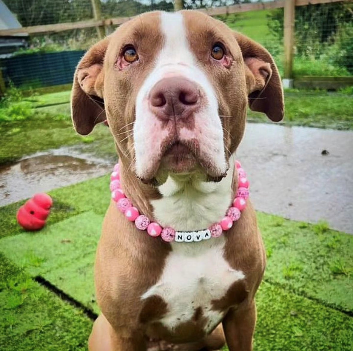 Crystal Heart Pink Beaded Dog Collar | Necklace